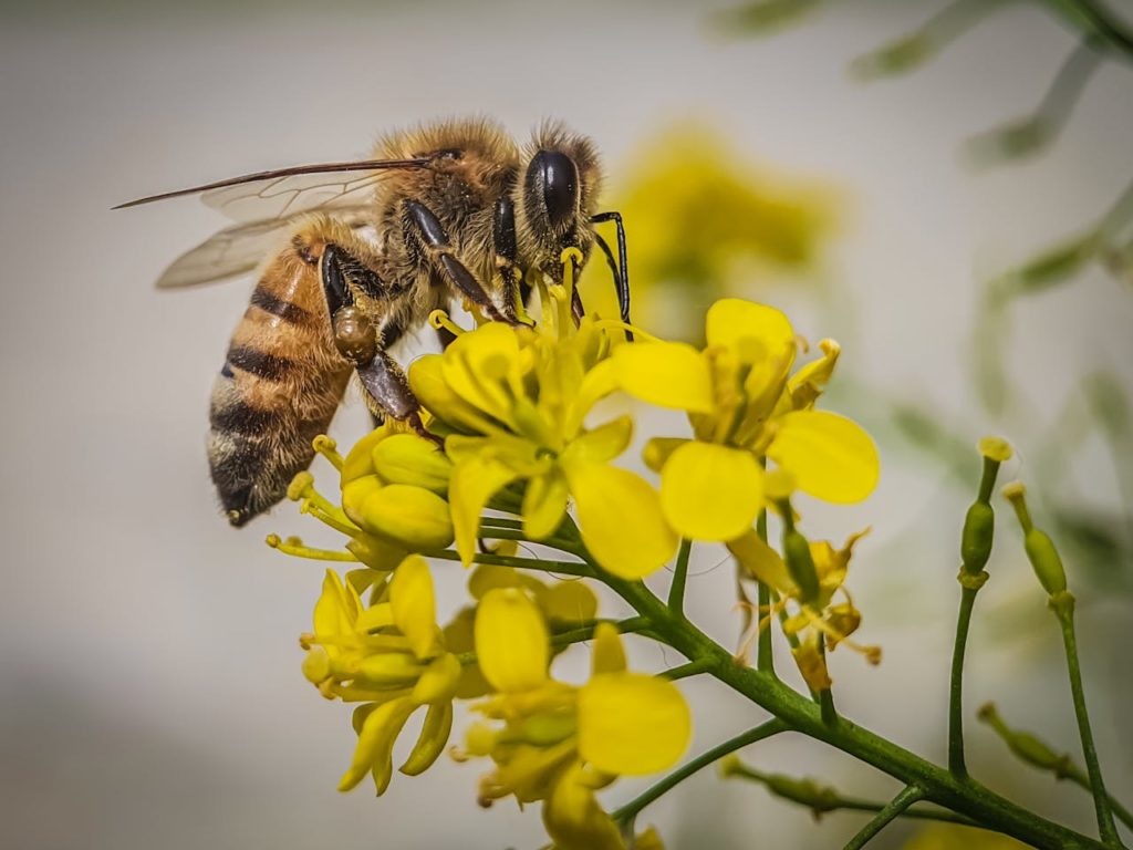 Western Honey Bee Perched on Yellow Flower
